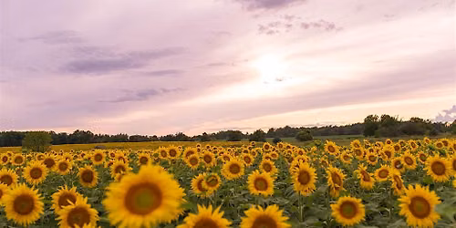 Sunflower Fields of Markham - General Admission