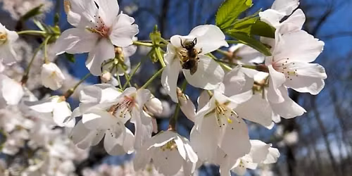 Booth at Kids in Nature Day