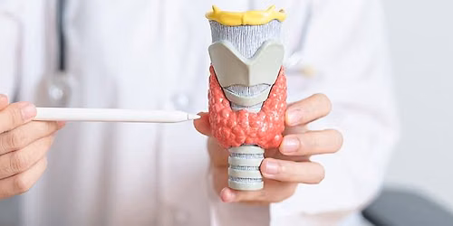 The Small but Powerful Thyroid Gland