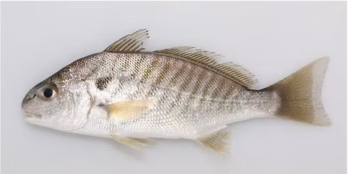 Julem\u00f8de \u2013 Udgivelse af \u201dAtlas over danske saltvandsfisk\u201d