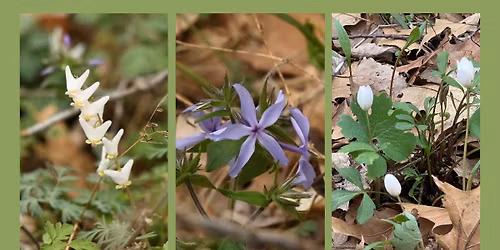 NEW DATE! 4\/26 Spring Ephemerals Hike at Ryerson's Woods State Preserve