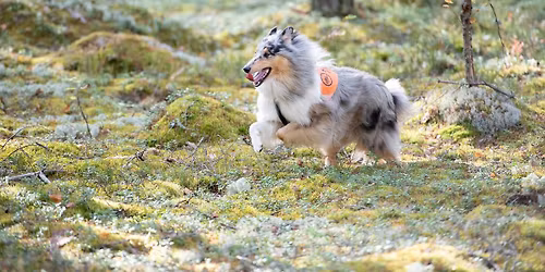 SCY collieiden maastoleiri 2026