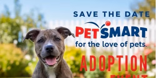 Adopt Joy at PetSmart \u2764\ufe0f