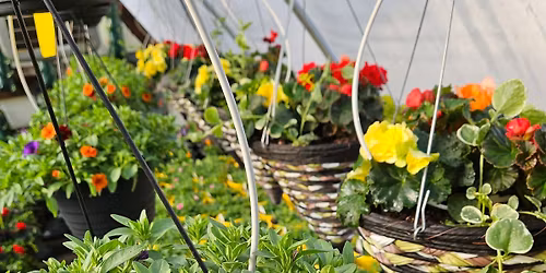 Mother's Day Pot Planting