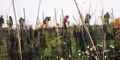 chantier participatif plantation avec l'Arrassine