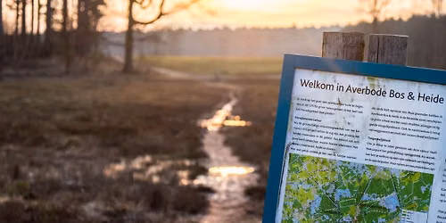 Vogels spotten in en rond Averbode bos & heide. 
