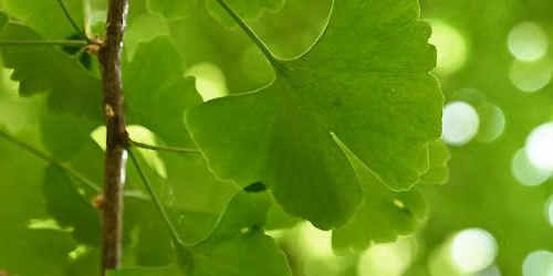 SEGUI LA FOGLIA A FORMA DI VENTAGLIO. ITINERARIO BOTANICO IN CITT\u00c0