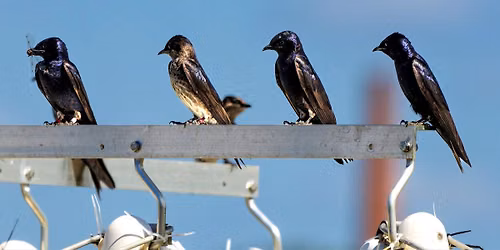 Science Caf\u00e9: Tracking Birds to Track Climate Change