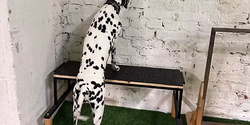 VKK noseworkpäivä la 29.11(jatko)