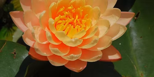 \u201cYoga, Zen & Hara ~ The Vital Centre