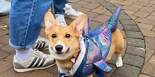Red Dog's Bark or Treat