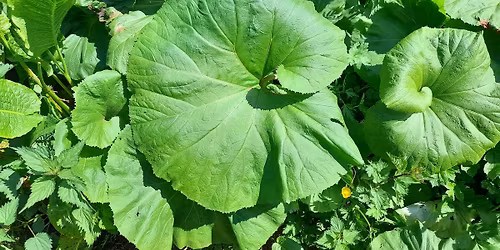 Spring Wild Food Identification and Foraging Foray 23\/05\/2026