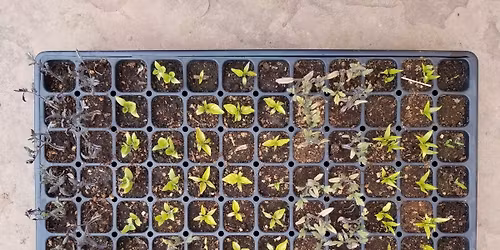 Water-wise Veggie Gardening