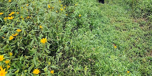 Girl Scout Volunteer Day at Wilson Springs Preserve