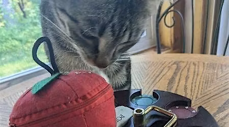 Game Night with Kitties