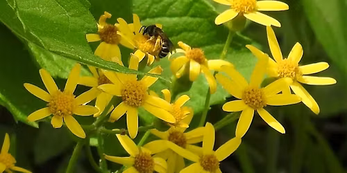Spring Nursery Tour at Flower Power