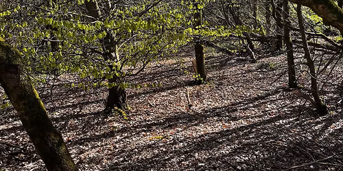 Forest Bathing at Dalways Bawn | Summer Solstice Gathering