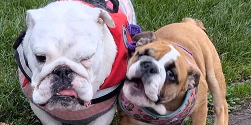 North East (Stockton-On-Tees) Bulldog Walk for GBSR UK