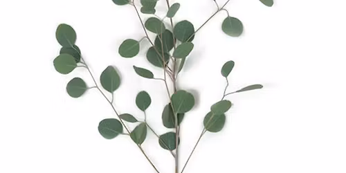 Crepe Paper Eucalyptus Branches