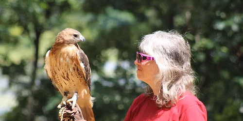 Live Birds of Prey - Up Close!