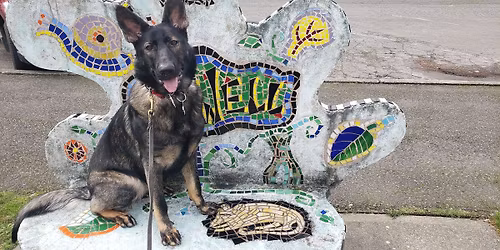 Pack Walk at Tambark Park near Bothell and Mill Creek