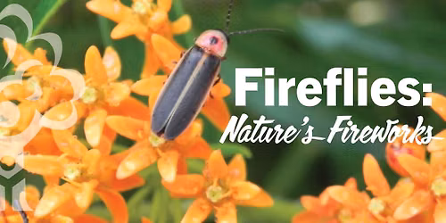 Fireflies: Nature's Fireworks