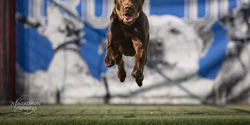DockDogs\u00ae at Sheboygan County Fair |  Wild Card Double Header!