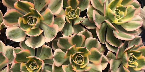 Coachwood Nursery Succulent Workshop
