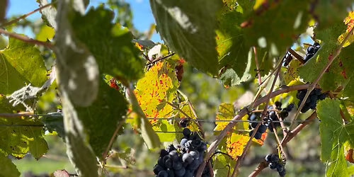 Wine education and tasting with John Zimmerman 