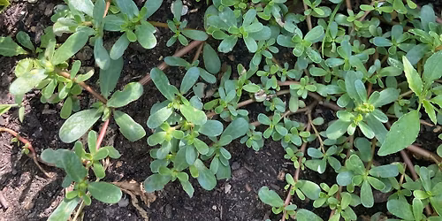 5\/24\/26 Edible and Medicinal Plant Identification Walk- Purple Martin