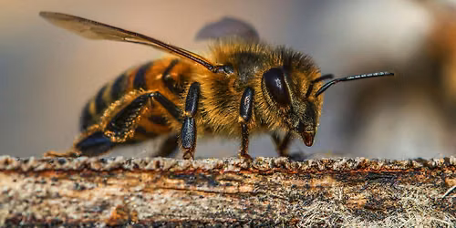 Nature Tots - Robinswood Hill - Busy as Bee