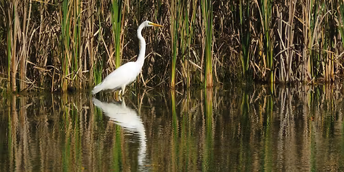 Little Saplings: Herons & Egrets