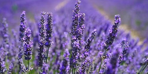 Lavendel der Allesk\u00f6nner