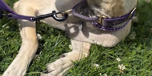 Dog Training for Life Skills part 1