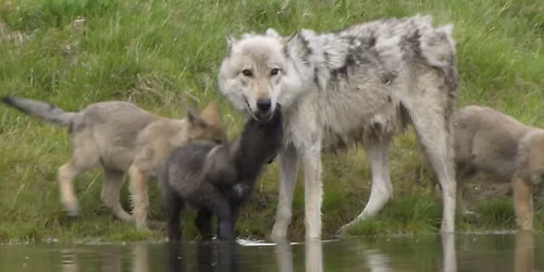 National Geographic Live: Wild Wolves of Yellowstone