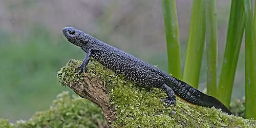 Nifty Newts Habitat Management Day