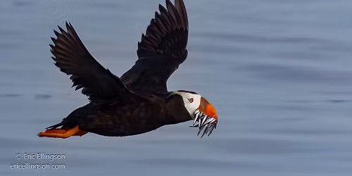 2026 Tufted Puffin Ecotours