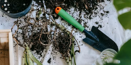 Children's Potting & Seed Starting Party in Charlottesville