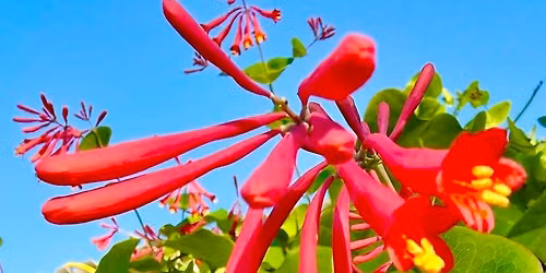 Master Gardener Plant Sale