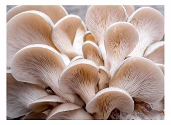 Fantastic World of Fungi