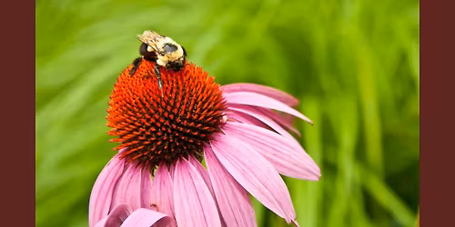 Native Plants that are Great for Pollinators Speaker Event