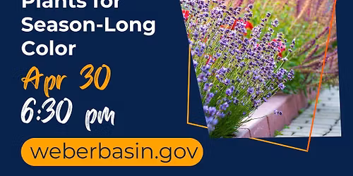 Low-Water Plants for Season-Long Color