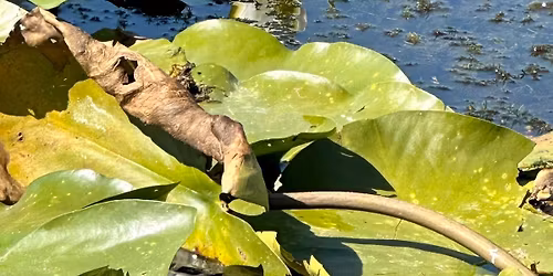 \ud83c\udf3f Excursie 160 de lei de o zi \u00een Delta Dun\u0103rii