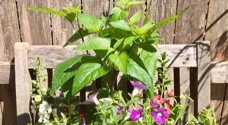 Hummingbird Container Workshop 3