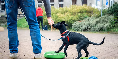 \u015aWINOUJ\u015aCIE: Psie Przedszkole - kurs socjalizacyjny z el. pos\u0142usze\u0144stwa dla szczeni\u0105t