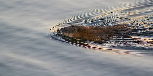 NSR Wetland Strategy: Collaborative Implementation Workshop