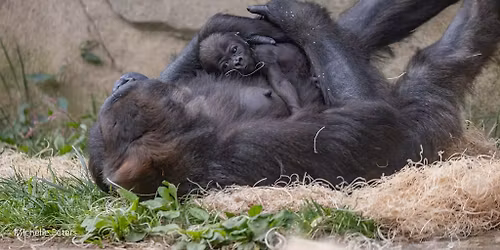 Zoo Babies presented by General Electric Credit Union 