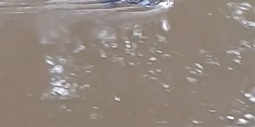 Platypus Watch In Opossum Creek Catchment
