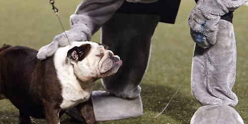 Samford University Bulldogs at Furman Paladins Football at Paladin Stadium