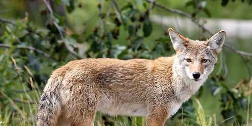 Wildlife Wednesday \u2013 Coyotes (Canis latrans)